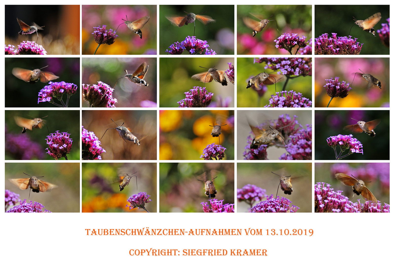 Taubenschwänzchen-Collage vom 13.10.2019