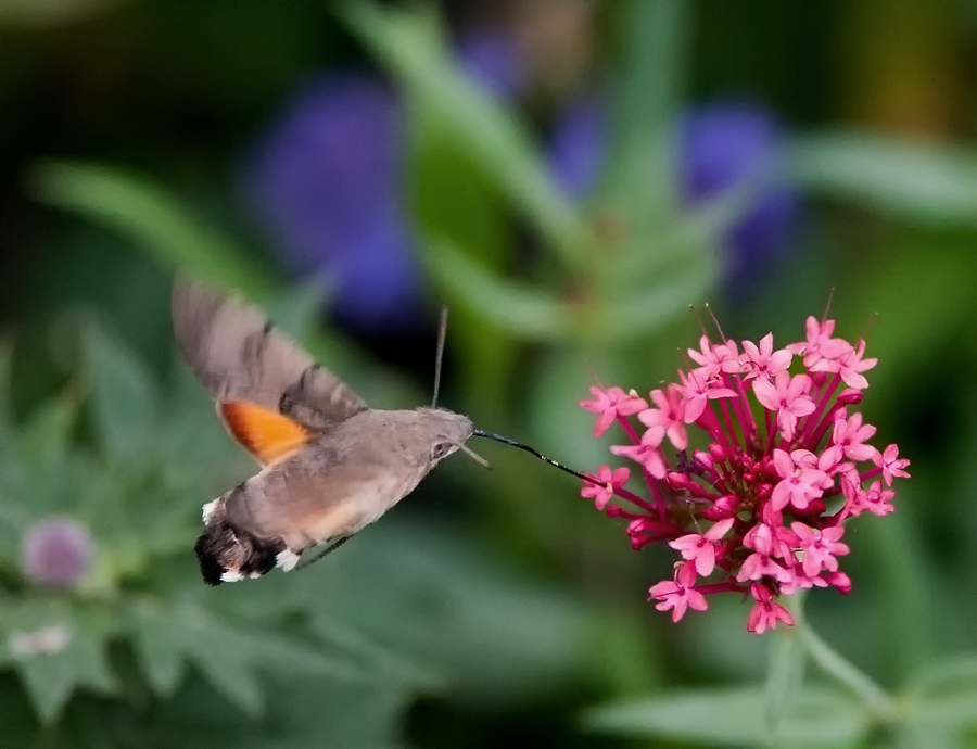 Taubenschwänzchen