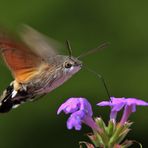 Taubenschwänzchen