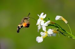 Taubenschwänzchen