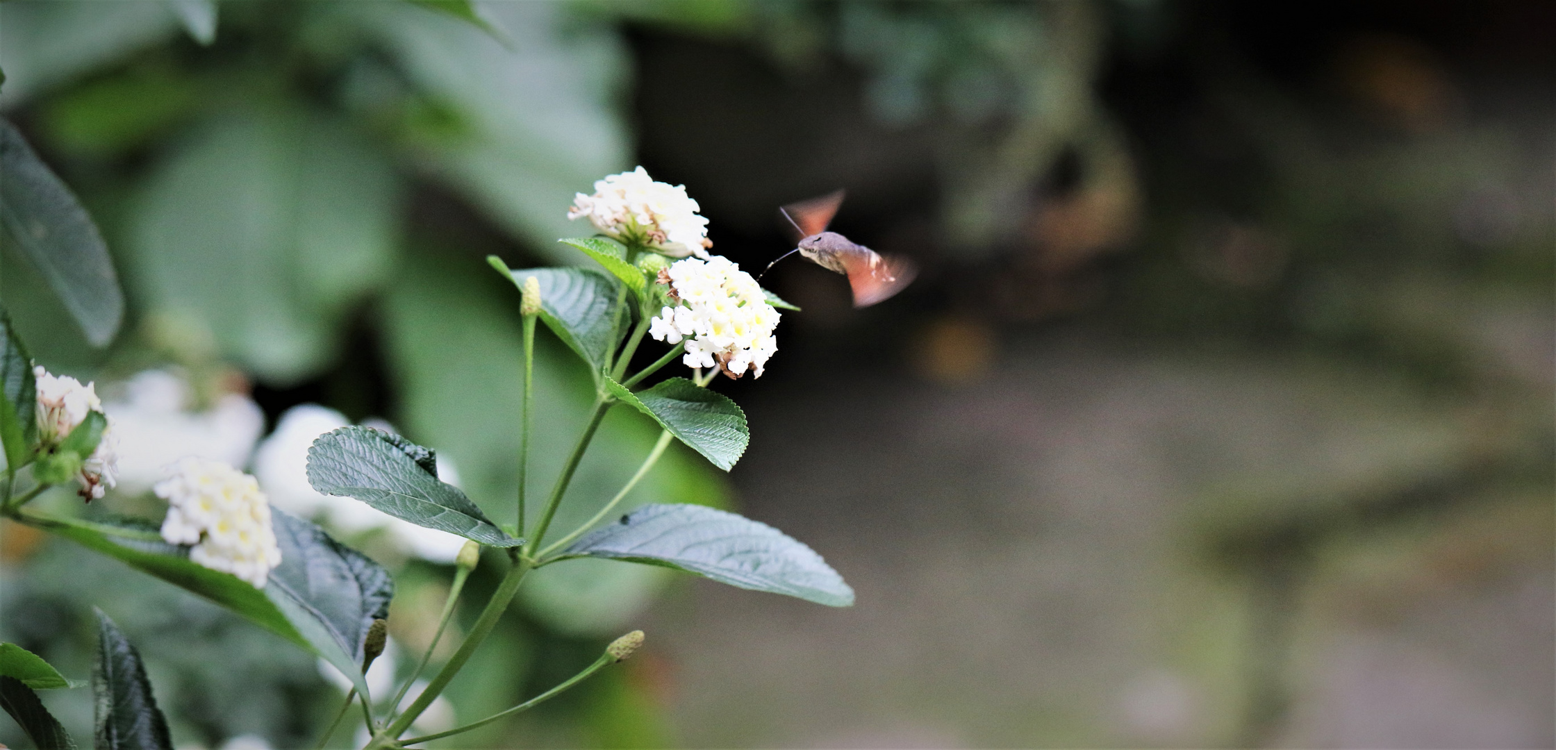 Taubenschwänzchen----   Der Kolibri...........