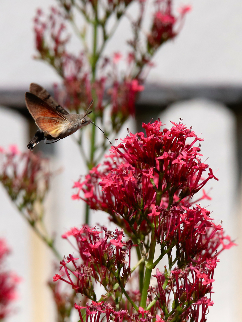 Taubenschwänzchen - der Kolibri, der ein Schmetterling ist