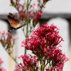 Taubenschwänzchen - der Kolibri, der ein Schmetterling ist