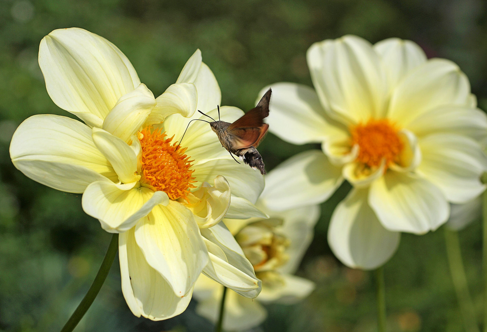 Taubenschwänzchen