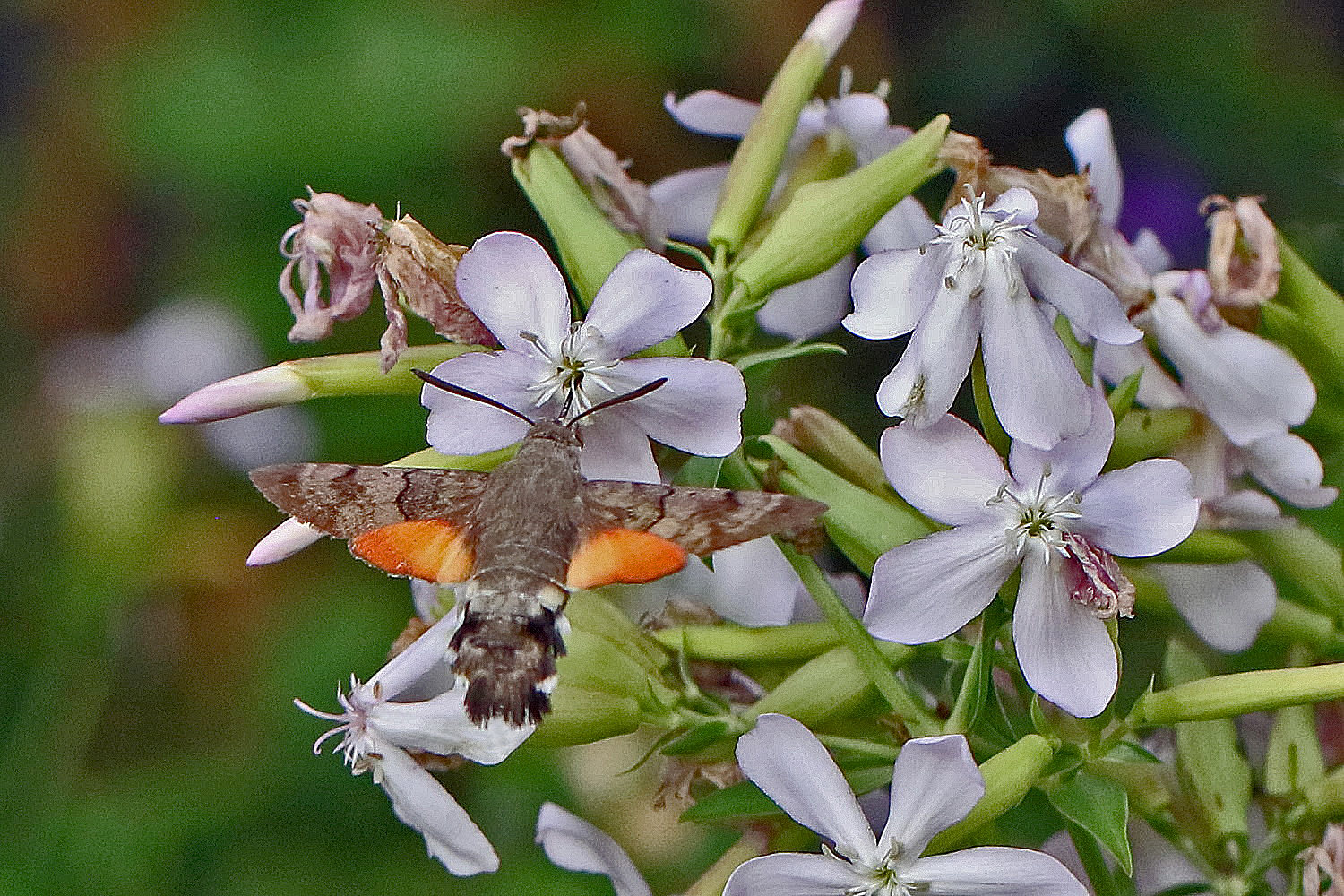 Taubenschwänzchen