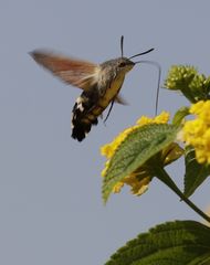 Taubenschwänzchen