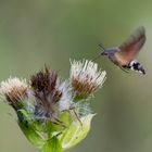 Taubenschwänzchen 