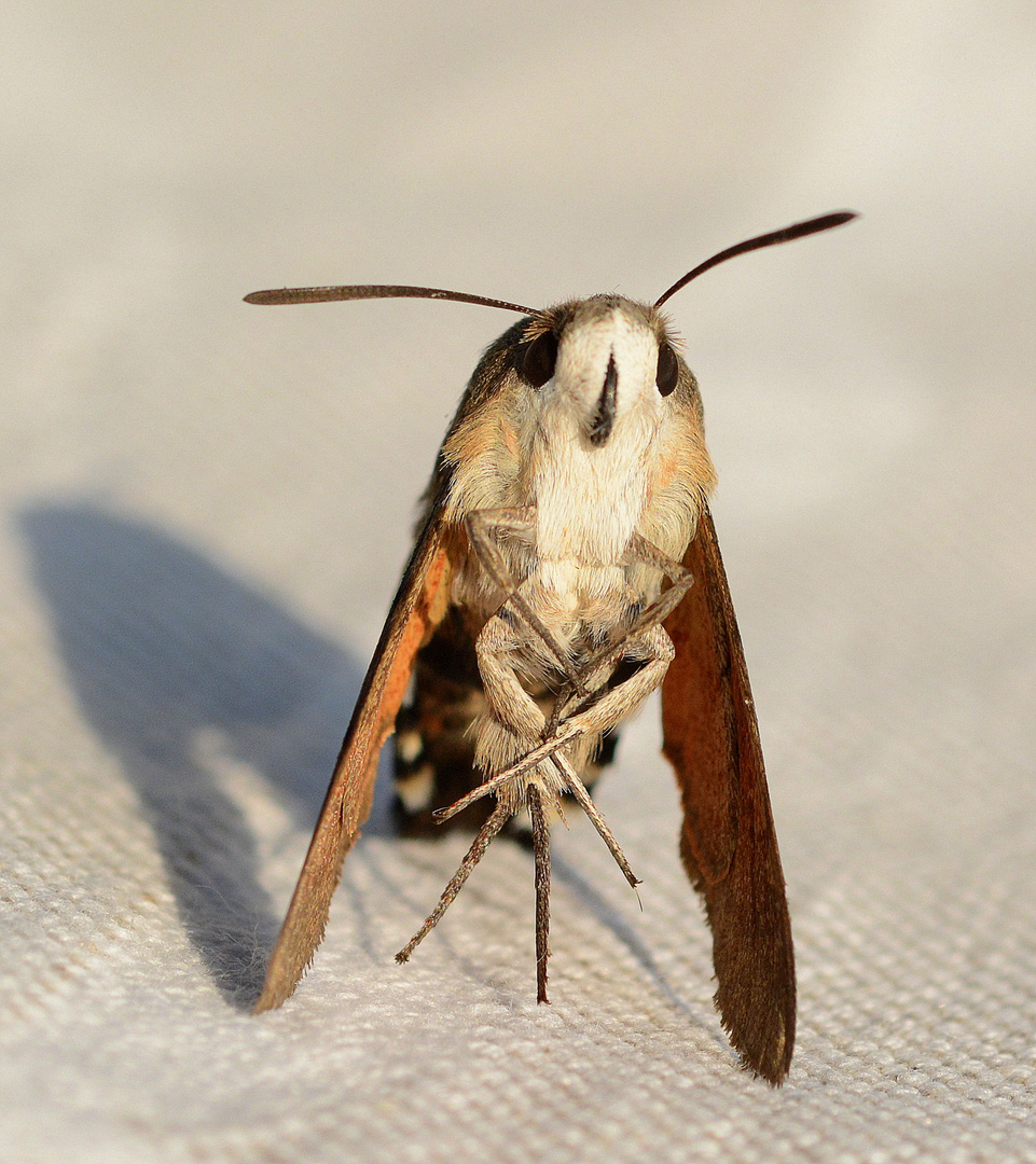 taubenschwänzchen.