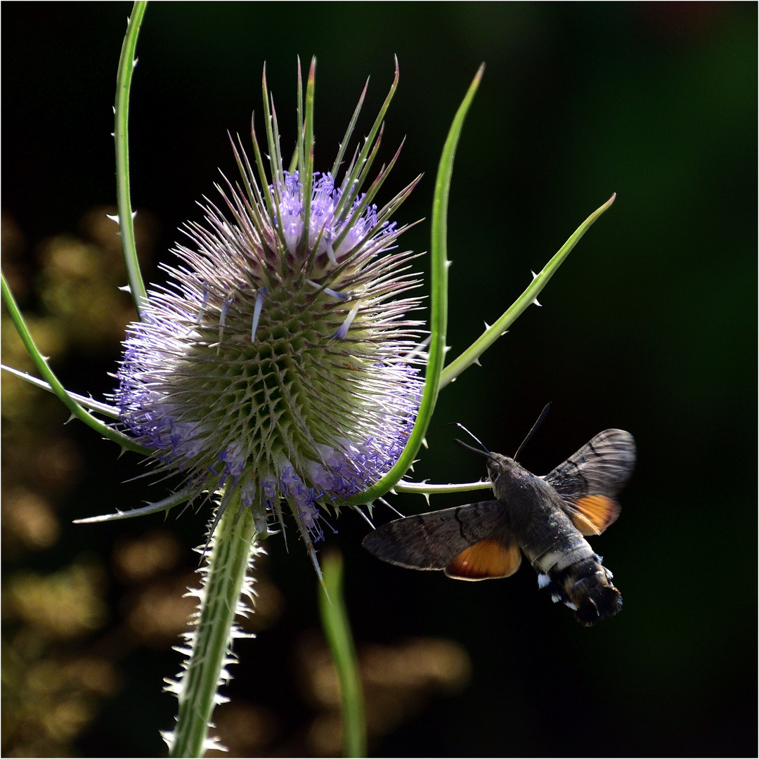 Taubenschwänzchen