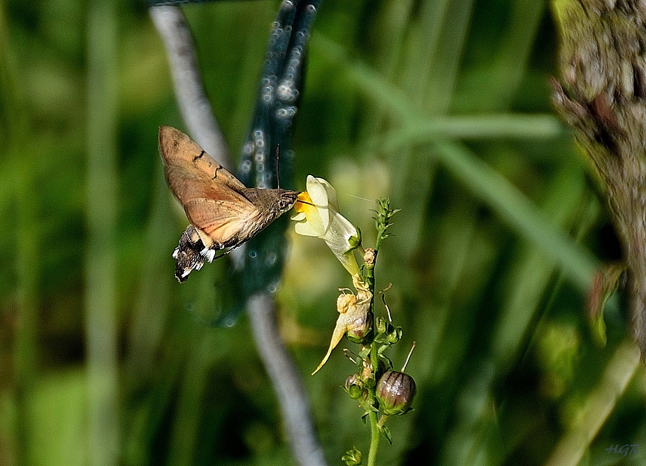 Taubenschwänzchen