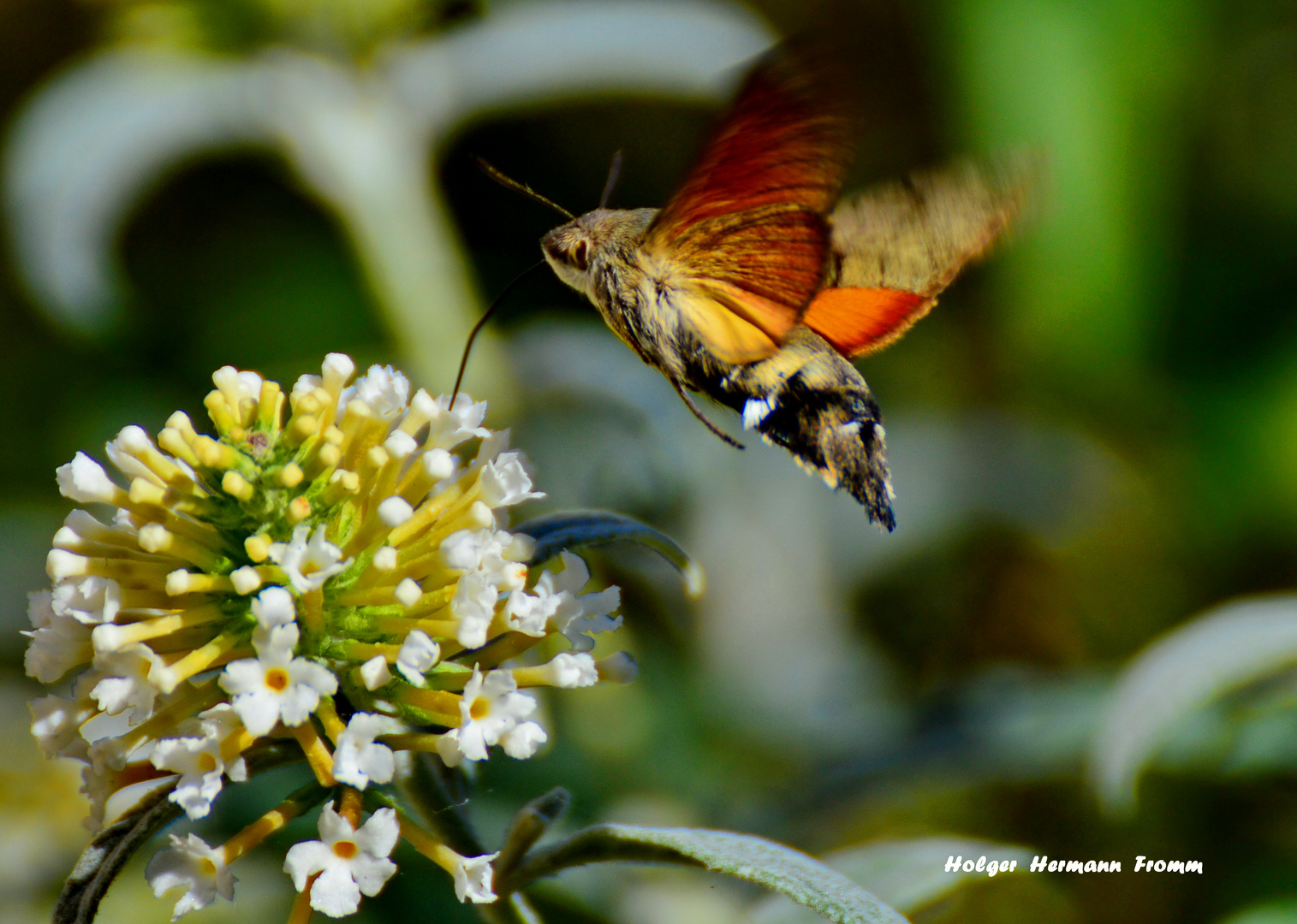 Taubenschwänzchen fleißig im Garten  