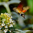 Taubenschwänzchen fleißig im Garten  