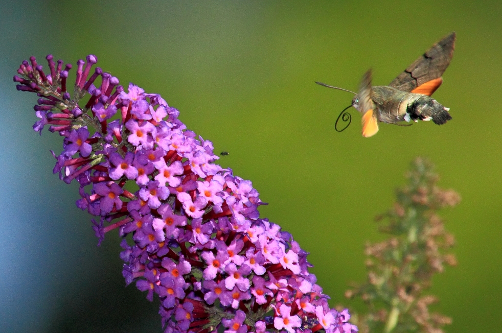 Taubenschwänzchen fliegt Schmetterlingsflieder an