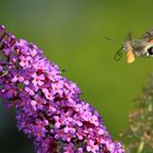 Taubenschwänzchen fliegt Schmetterlingsflieder an