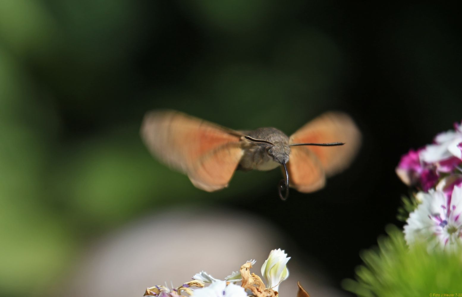 Taubenschwänzchen Flugstudie