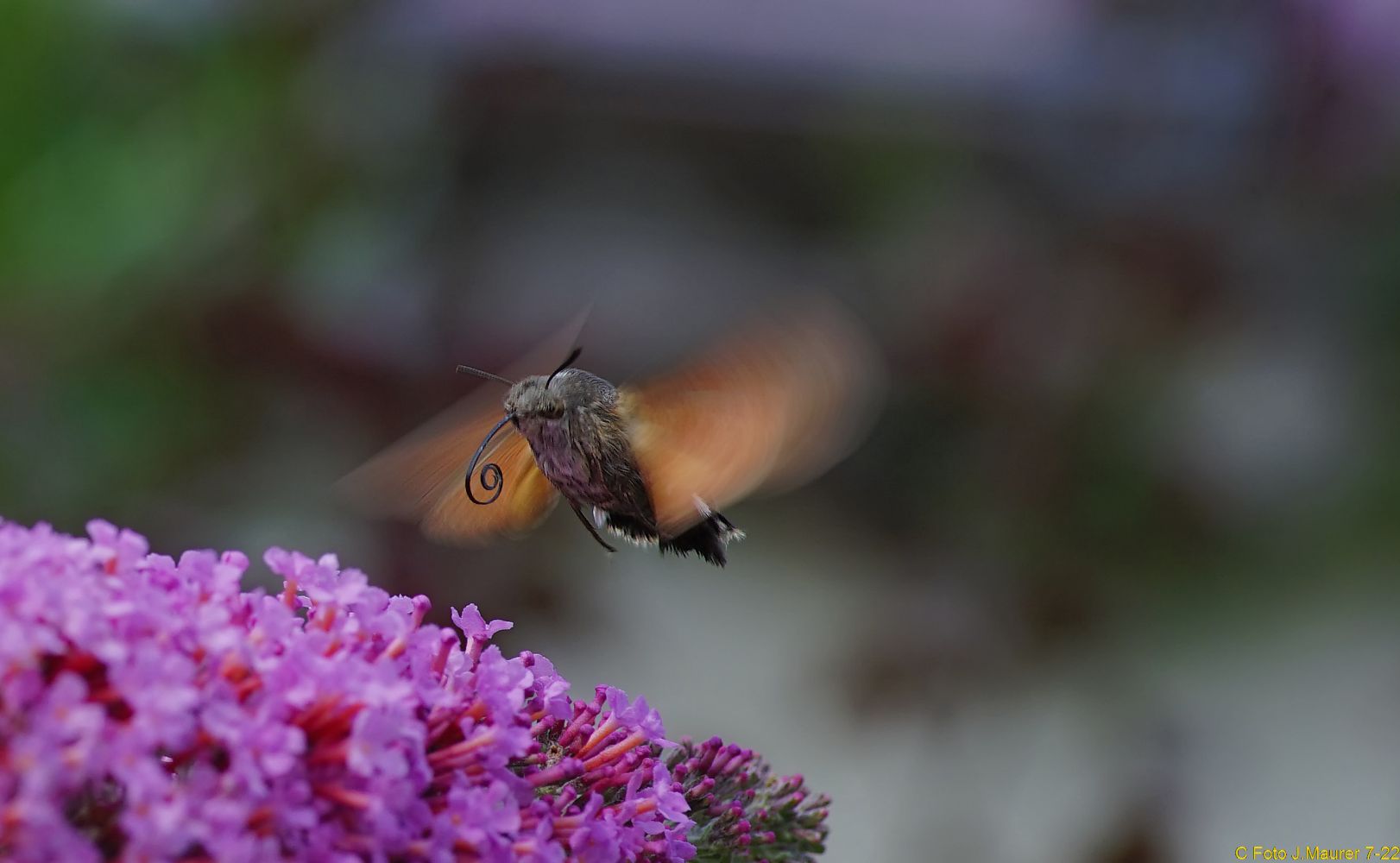 Taubenschwänzchen Flugstudie...ND