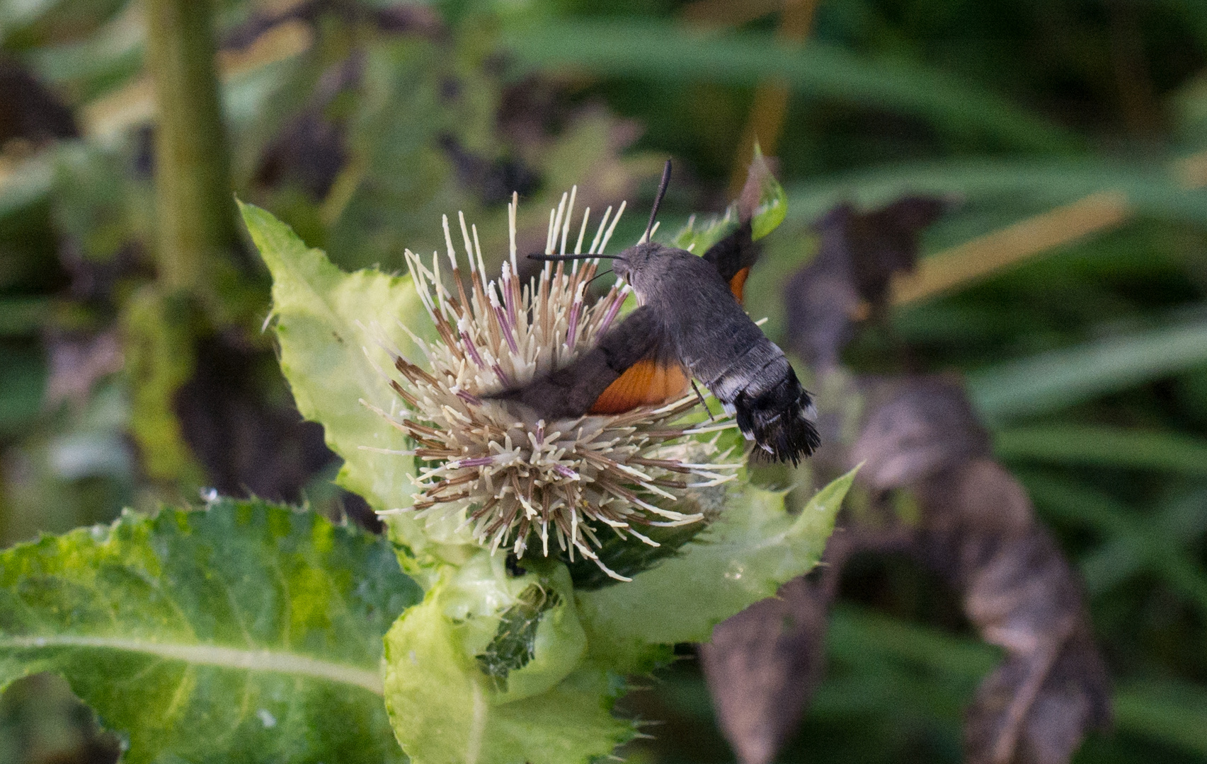 Taubenschwänzchen / hummingbird hawkmoth