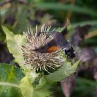 Taubenschwänzchen / hummingbird hawkmoth