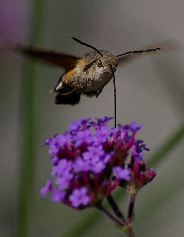 Taubenschwänzchen II.