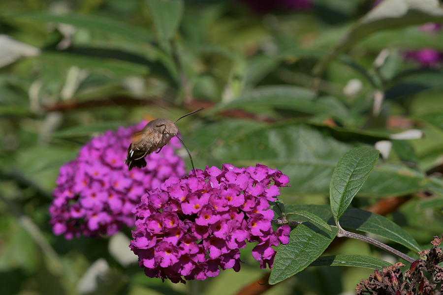 Taubenschwänzchen III (Macroglossum stellatarum)