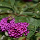 Taubenschwänzchen III (Macroglossum stellatarum)