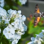 Taubenschwänzchen im Anflug 