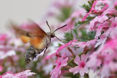 Taubenschwänzchen im Anflug