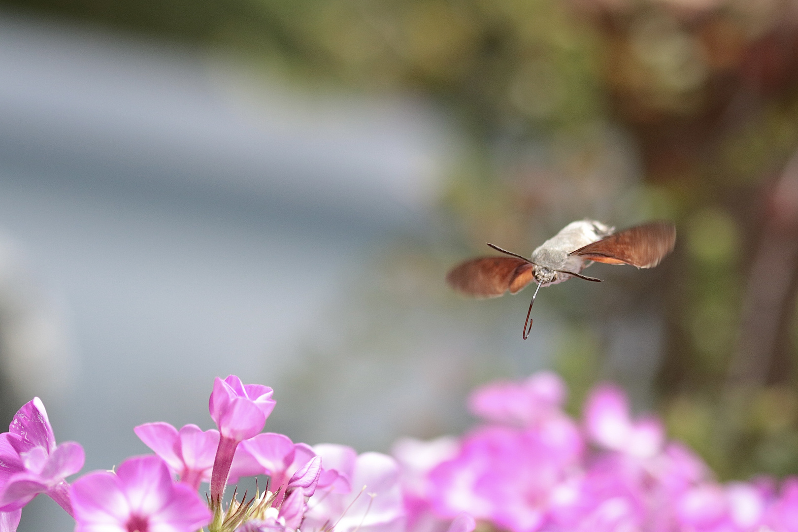 „Taubenschwänzchen im Anflug“