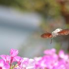 „Taubenschwänzchen im Anflug“