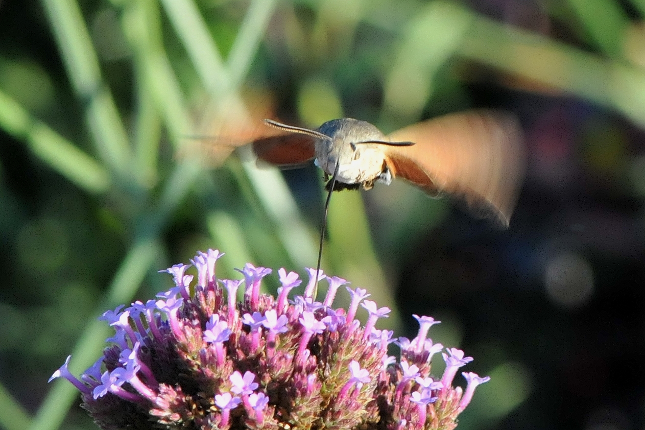 Taubenschwänzchen im Anflug