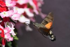 Taubenschwänzchen im Anflug