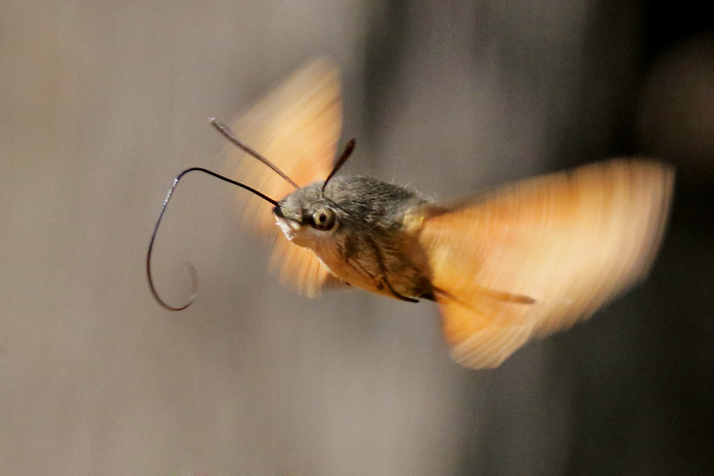 Taubenschwänzchen im Anflug