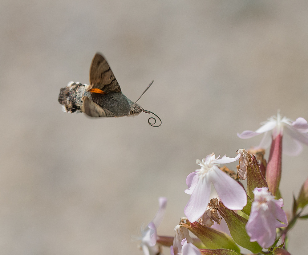 Taubenschwänzchen im Anflug