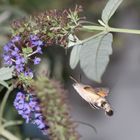 Taubenschwänzchen im Anflug.