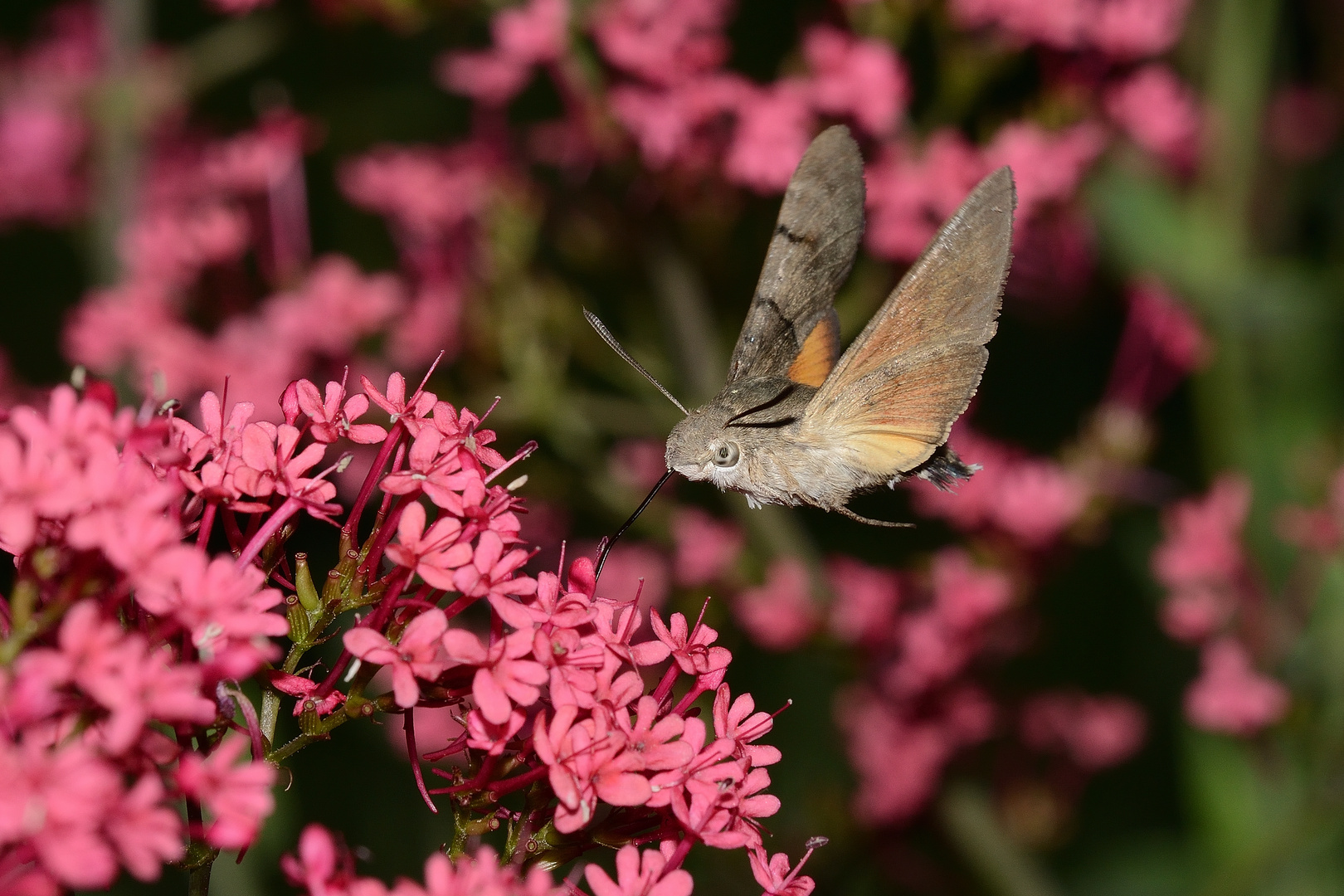 Taubenschwänzchen im Anflug