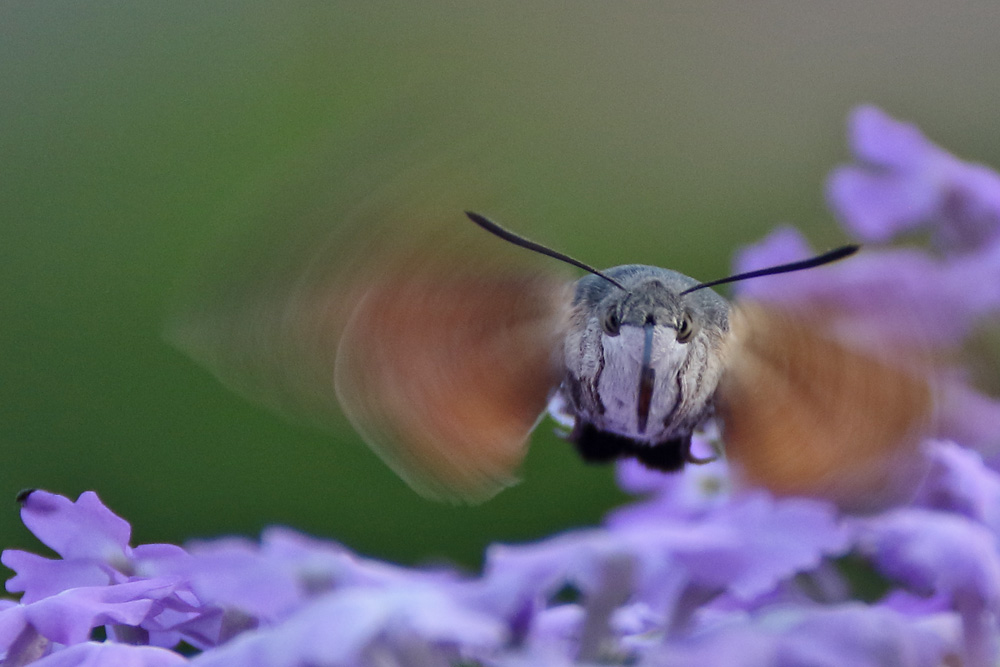 Taubenschwänzchen im Anflug