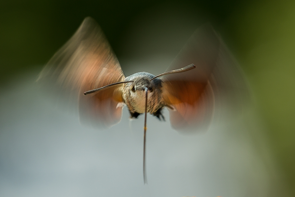 Taubenschwänzchen im Anflug...