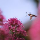 Taubenschwänzchen im Anflug