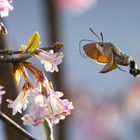 Taubenschwänzchen im Anflug