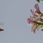 Taubenschwänzchen im Anflug