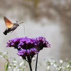 Taubenschwänzchen im Anflug