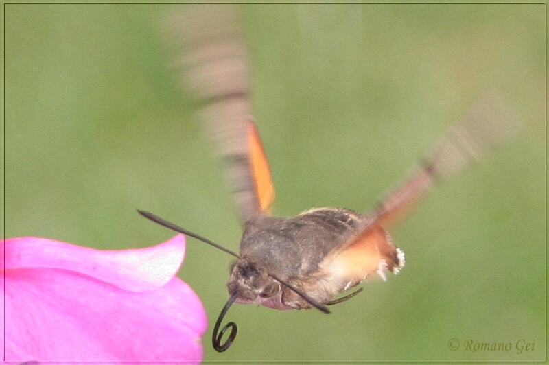 Taubenschwänzchen im Anflug . . .