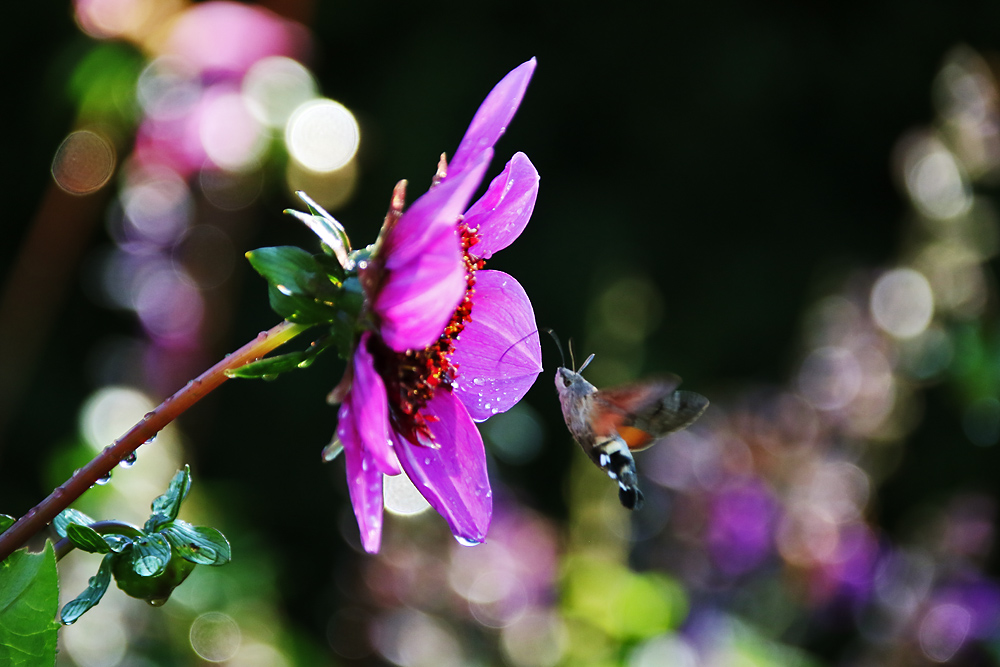 Taubenschwänzchen im Anflug 