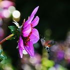 Taubenschwänzchen im Anflug 