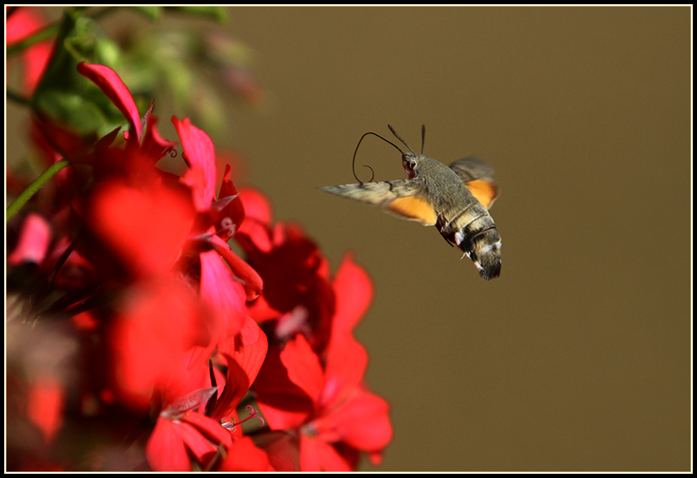 Taubenschwänzchen im Anflug...