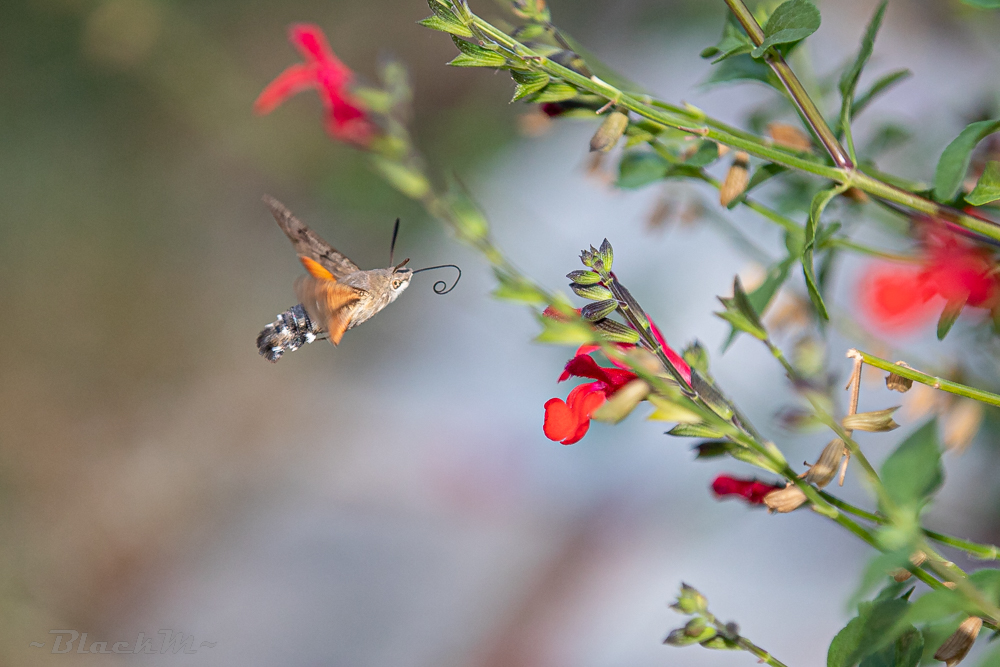 Taubenschwänzchen im Anflug