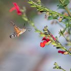 Taubenschwänzchen im Anflug