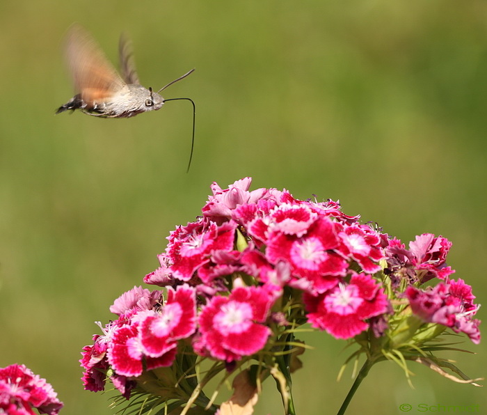 Taubenschwänzchen im Anflug