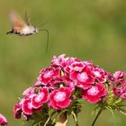 Taubenschwänzchen im Anflug