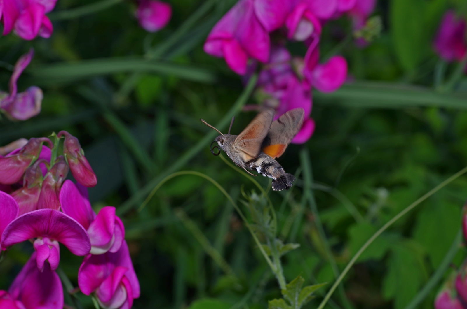 Taubenschwänzchen im Anflug